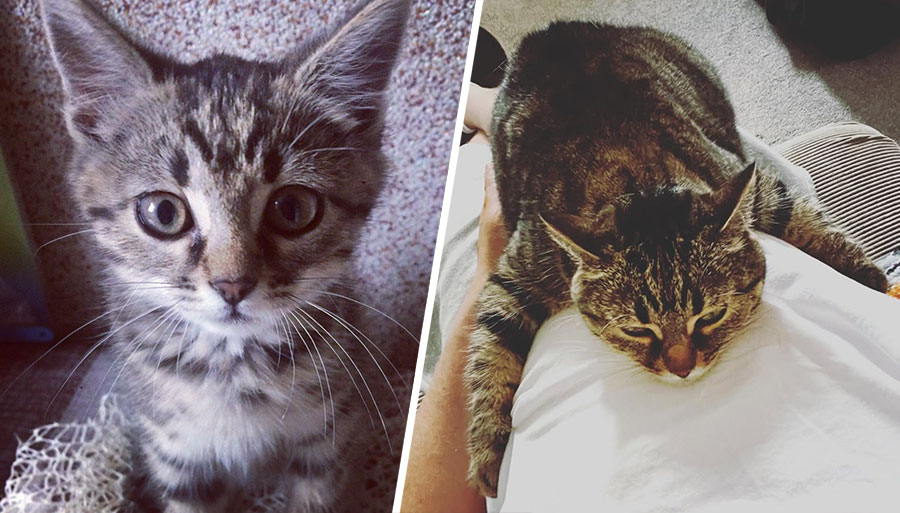 An Unexpected Encounter: The Heartwarming Rescue of Friday the Cat Cat rescue friday tabby FridayTabby