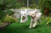 How to Create a Pet-Friendly Garden Without Sacrificing Style