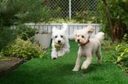 How to Create a Pet-Friendly Garden Without Sacrificing Style
