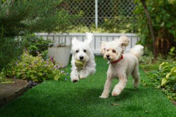 How to Create a Pet-Friendly Garden Without Sacrificing Style