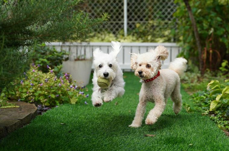 How to Create a Pet-Friendly Garden Without Sacrificing Style