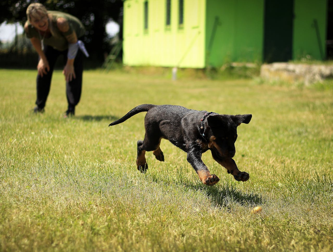 How to Train a Puppy: A Complete Guide for New Dog Owners