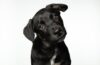 How to Train a Puppy: A Complete Guide for New Dog Owners