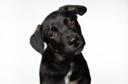 How to Train a Puppy: A Complete Guide for New Dog Owners