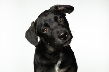 How to Train a Puppy: A Complete Guide for New Dog Owners
