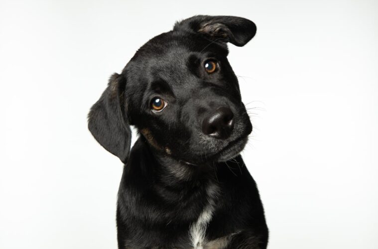How to Train a Puppy: A Complete Guide for New Dog Owners